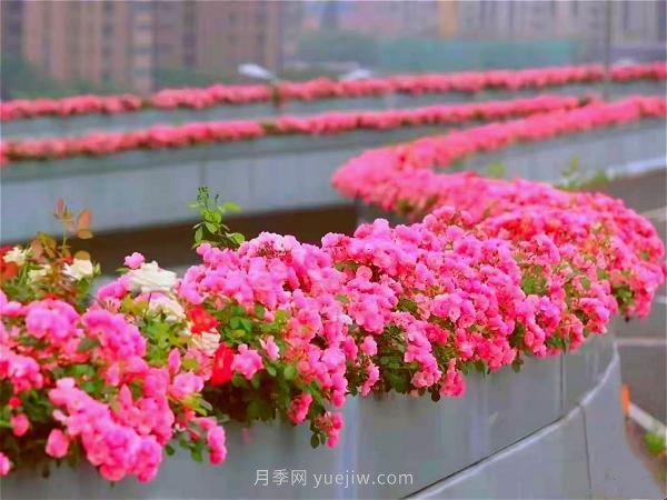 杭州有全国最美花路，大道两旁开满月季花，堵车都是享受(图1)