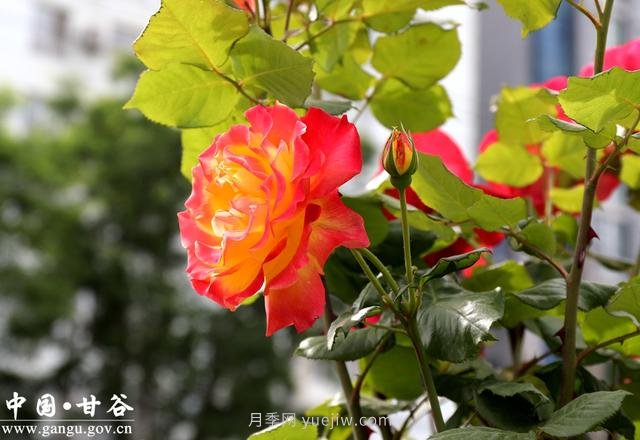 甘肃天水：甘谷月季花开醉满城(图集)(图1)