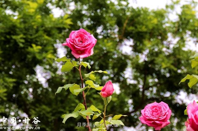 甘肃天水：甘谷月季花开醉满城(图集)(图2)