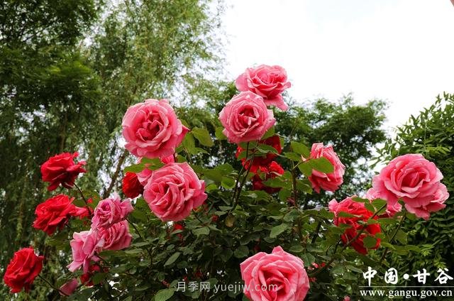 甘肃天水：甘谷月季花开醉满城(图集)(图5)