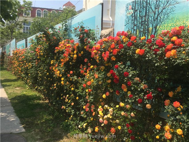 藤本月季构成青岛街头的美丽花墙(图1)