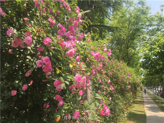 藤本月季构成青岛街头的美丽花墙(图2)