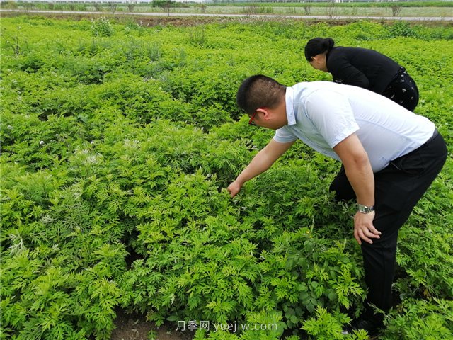 社旗艾草产业，艾成熟香满田(图1)