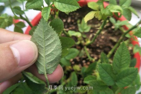 月季红蜘蛛用什么药***有效，怎么防治(图1)