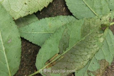 月季红蜘蛛用什么药***有效，怎么防治(图3)