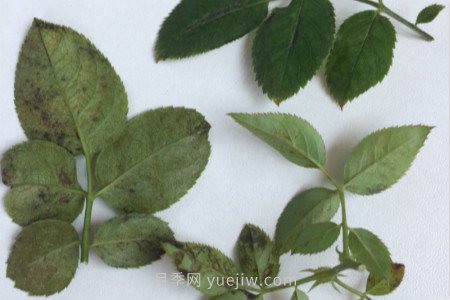月季红蜘蛛用什么药***有效，怎么防治(图2)