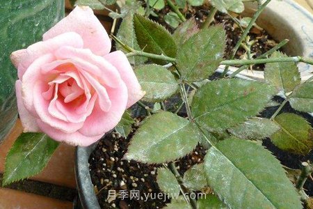 月季花长虫子了怎么办(图2)