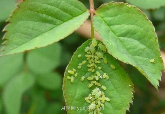 月季花长虫子了怎么办(图3)