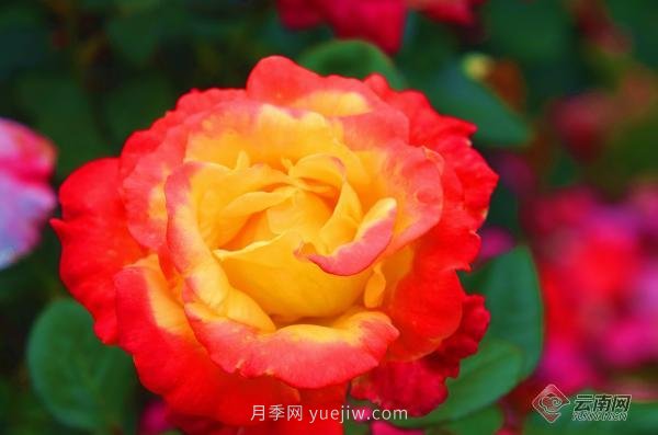 云南弥勒:古桩月季成村民增收“致富花”(图2) 云南弥勒:古桩月季成村民增收“致富花”(图2)