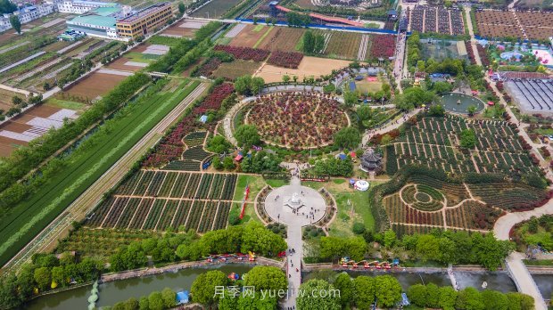 河南南阳：月季花开 满城飘香(图1)