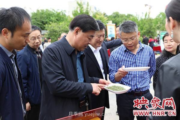 南阳桐柏:茶业红火 茶人欢笑(图3) 南阳桐柏:茶业红火 茶人欢笑(图3)
