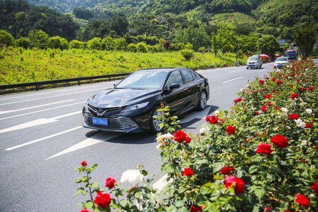 浙江杭州：淳安最美公路处处月季香(图2)