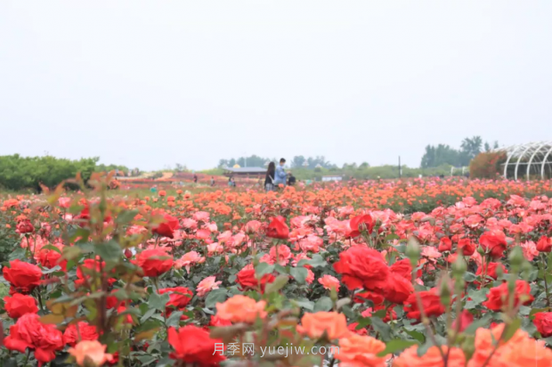 来南阳世界月季大观园，看超美月季花(图册)(图2)