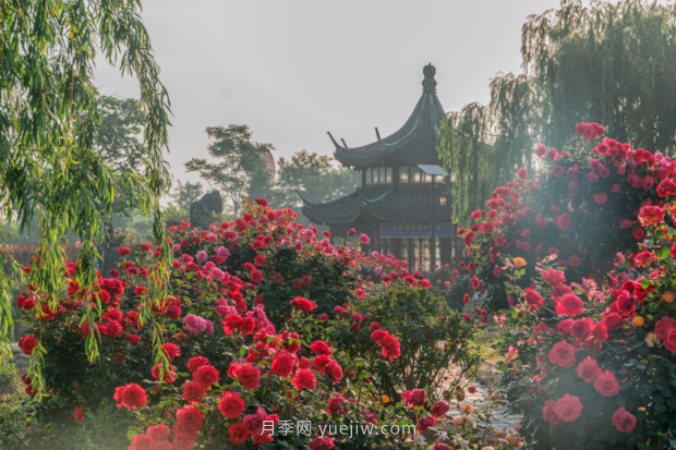 来南阳世界月季大观园，看超美月季花(图册)(图5)