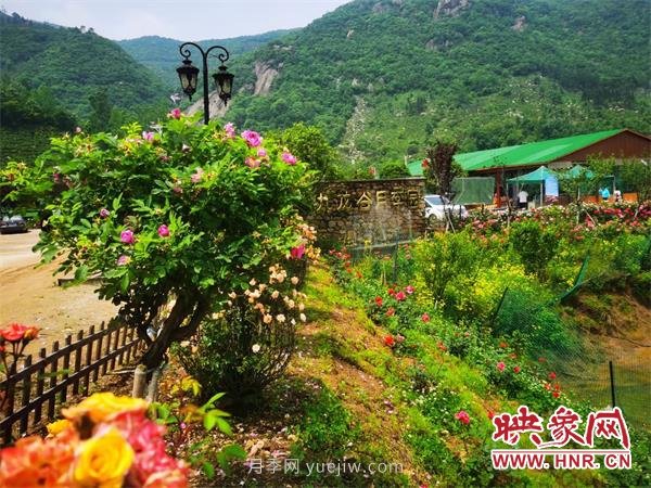 信阳罗山:月季飘香 美丽乡村绽放美丽经济(图1) 信阳罗山:月季飘香 美丽乡村绽放美丽经济(图1)