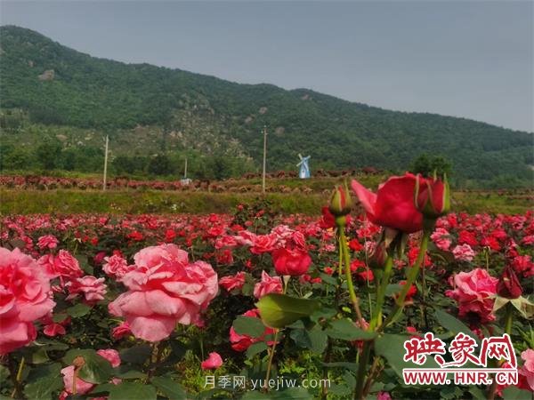 信阳罗山：月季飘香 美丽乡村绽放美丽经济(图2)