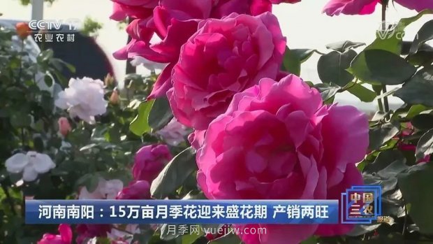 河南南阳：15万亩月季花迎来盛花期 产销两旺(图1)