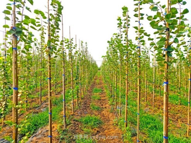 夏季新栽植椴树苗木养护要点(图1)