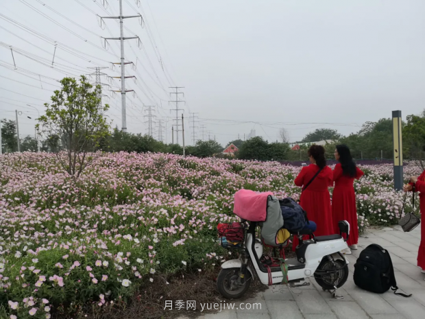 平顶山区湛南路花海大道上月季繁花似锦(图3)