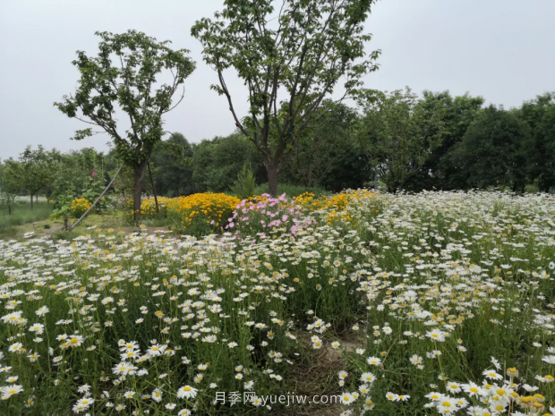 平顶山区湛南路花海大道上月季繁花似锦(图2)