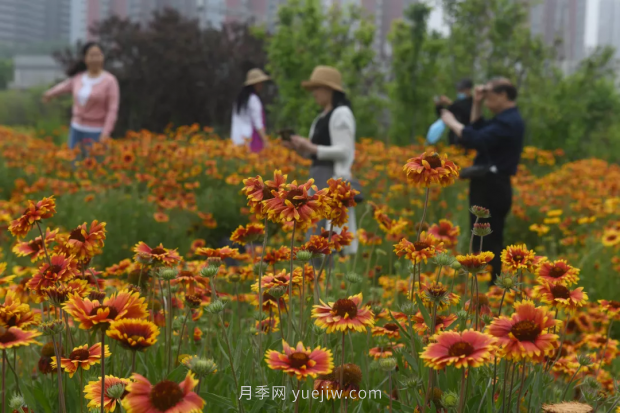 平顶山区湛南路花海大道上月季繁花似锦(图1)