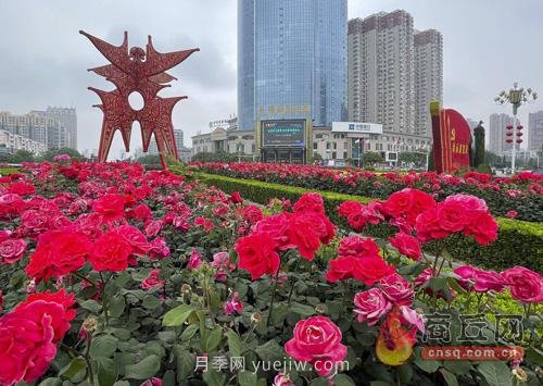 商丘月季花开香满城(图1)