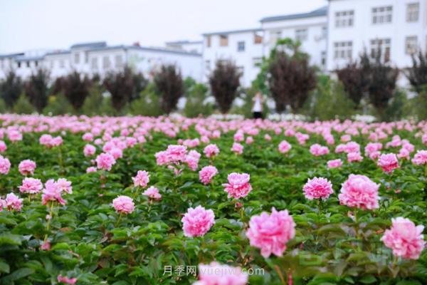 洛阳芍药花海向市民游客免费开放(图1)