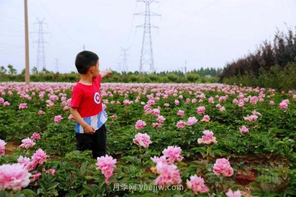 洛阳芍药花海向市民游客免费开放(图2)