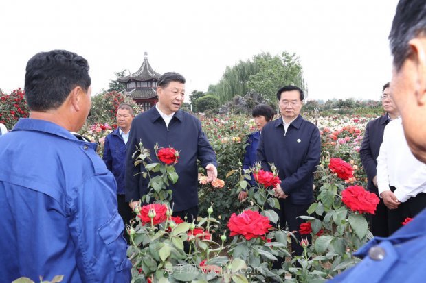 ***走进这片花海，南阳月季产业生态富民(图1)
