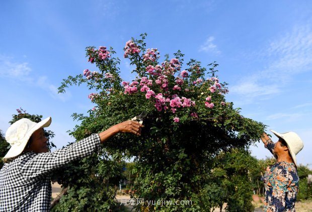 ***走进这片花海,南阳月季产业生态富民(图5) ***走进这片花海,南阳月季产业生态富民(图5)