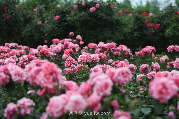 ***走进这片花海，南阳月季产业生态富民(图3)