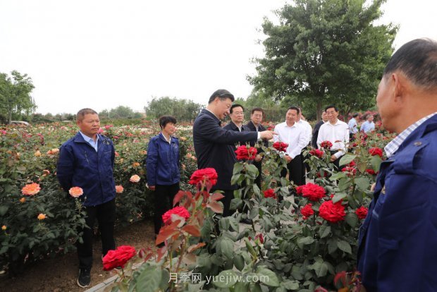 ***走进这片花海，南阳月季产业生态富民(图2)