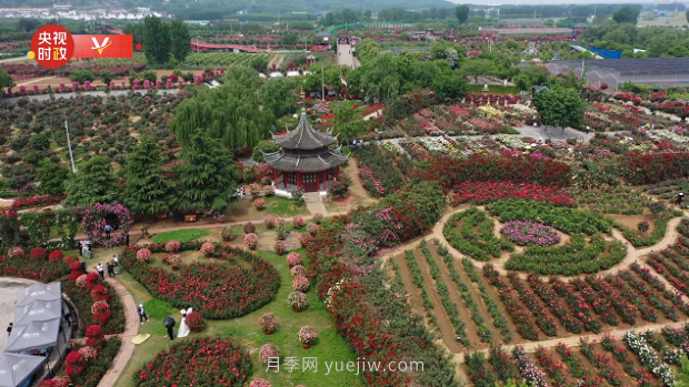 共享生态美景 助推乡村振兴——走进南阳月季博览园(图2)