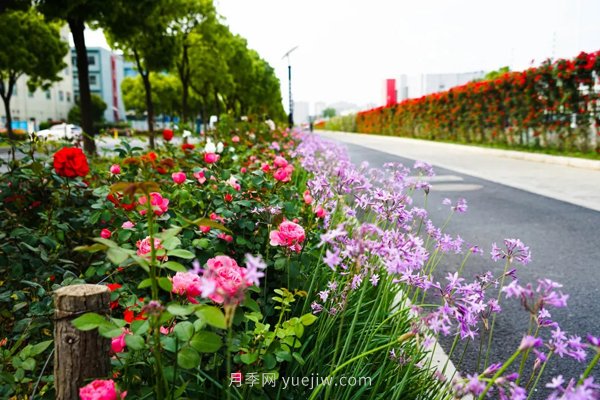 百个景点、百条花道、百里花带……未来几月,上海繁花似锦(图7) 百个景点、百条花道、百里花带……未来几月,上海繁花似锦(图7)