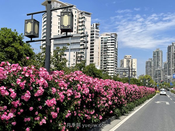 百个景点、百条花道、百里花带……未来几月,上海繁花似锦(图6) 百个景点、百条花道、百里花带……未来几月,上海繁花似锦(图6)