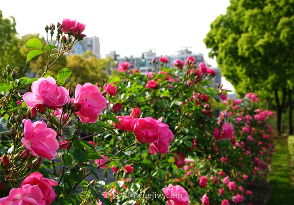 百个景点、百条花道、百里花带……未来几月,上海繁花似锦(图2) 百个景点、百条花道、百里花带……未来几月,上海繁花似锦(图2)