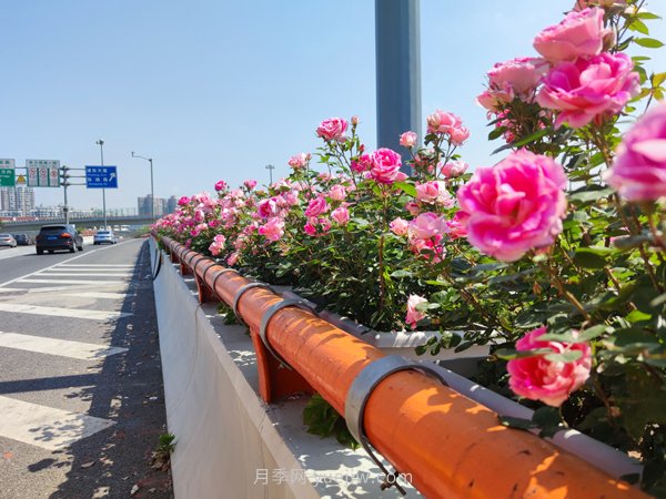 百个景点、百条花道、百里花带……未来几月,上海繁花似锦(图9) 百个景点、百条花道、百里花带……未来几月,上海繁花似锦(图9)