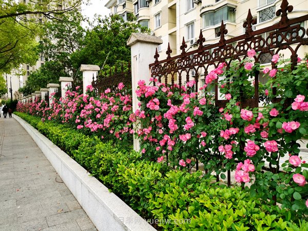 百个景点、百条花道、百里花带……未来几月,上海繁花似锦(图1) 百个景点、百条花道、百里花带……未来几月,上海繁花似锦(图1)