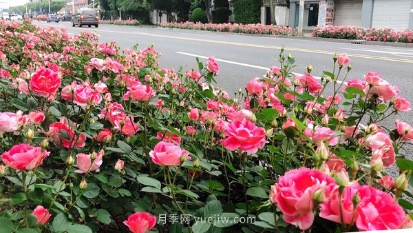 百个景点、百条花道、百里花带……未来几月,上海繁花似锦(图8) 百个景点、百条花道、百里花带……未来几月,上海繁花似锦(图8)