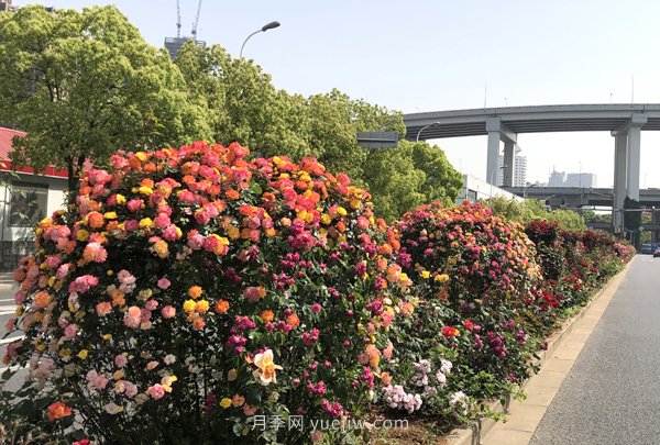 百个景点、百条花道、百里花带……未来几月,上海繁花似锦(图5) 百个景点、百条花道、百里花带……未来几月,上海繁花似锦(图5)