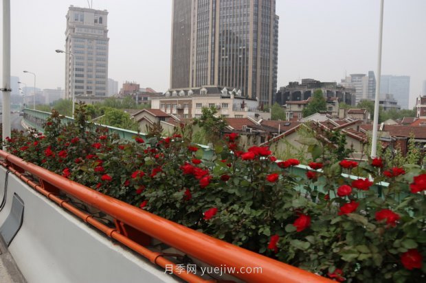 属于月季的最美赏花季来了！上海正打造百条花道(图4)