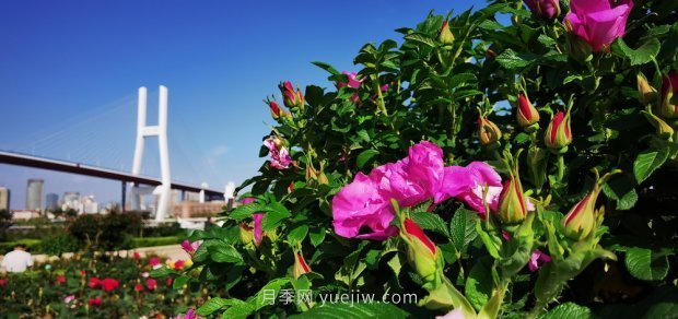 属于月季的***美赏花季来了！上海正打造百条花道(图2)