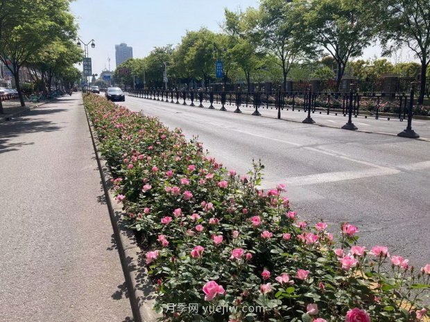 属于月季的最美赏花季来了！上海正打造百条花道(图3)