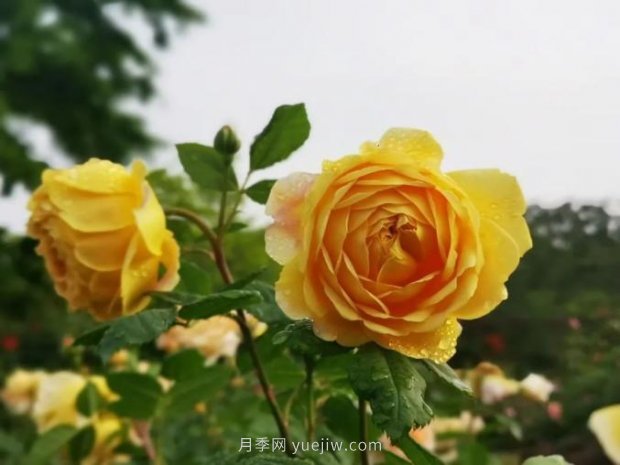 上海哪里月季花***美？到这些公园来看月季吧！(图2)