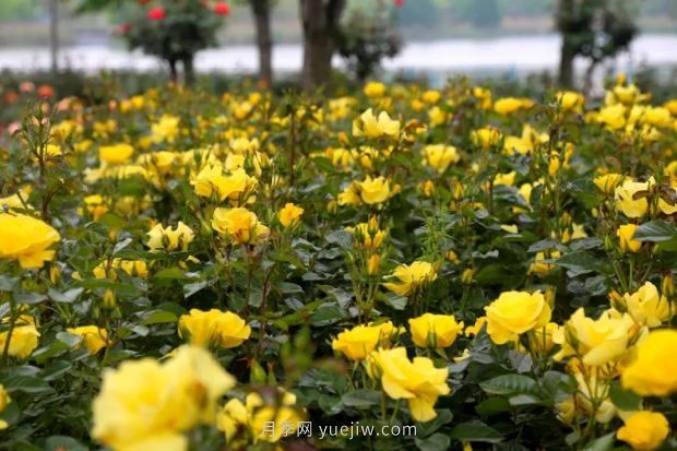 上海哪里月季花最美？到这些公园来看月季吧！(图9)