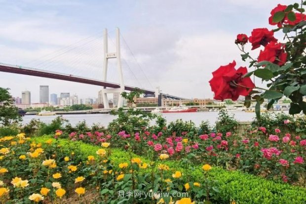 上海哪里月季花最美？到这些公园来看月季吧！(图15)