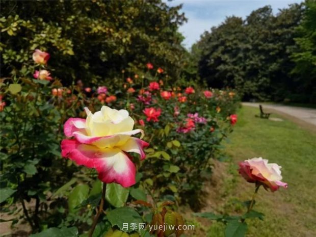上海哪里月季花***美？到这些公园来看月季吧！(图7)
