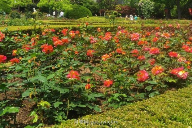 上海哪里月季花最美？到这些公园来看月季吧！(图13)