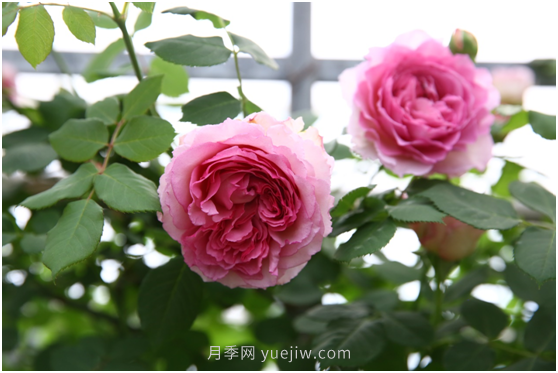 莱州月季花开上海花博会 百花斗妍崇明岛(图1)