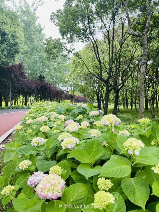 月季成墙、绣球绽放……上海长宁外环林带生态绿道花开正艳(图3)